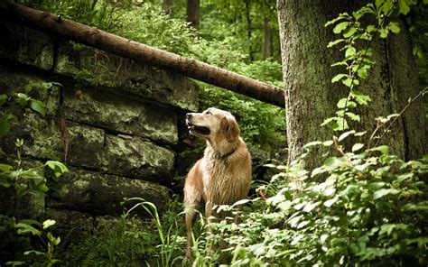 Pisi pisi otları kabusunuz olmasın! Köpeğinizi otluk alanlarda gezdirdikten sonra, kulağını ...