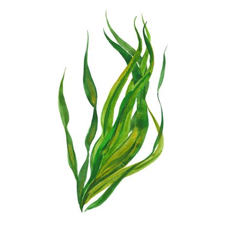 Royalty Free Algae Clip Art, Vector Images & Illustrations - iStock