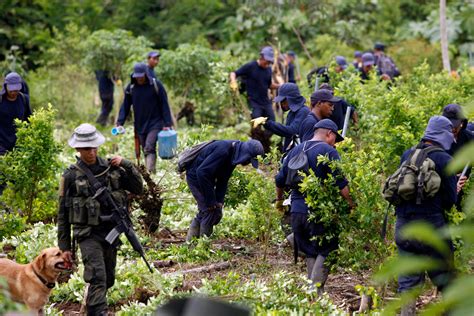 Farmers in Colombia relying on economic benefits of cocaine production ...