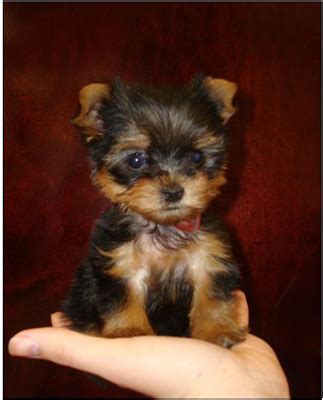 Full Grown Micro Teacup Yorkie