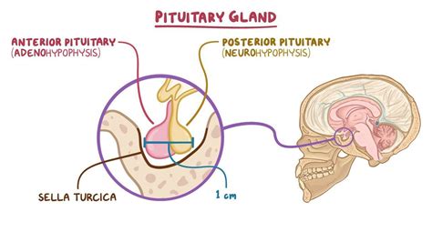 Histology: Pituitary gland - Osmosis