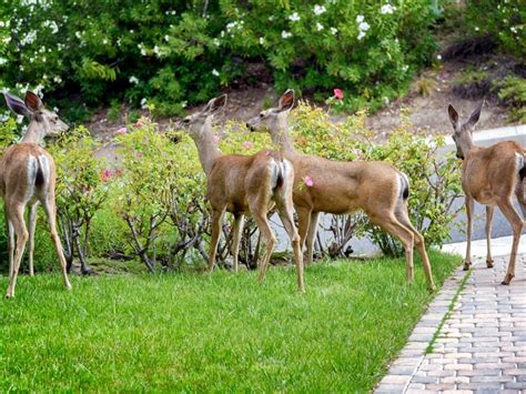 Deer Resistant Flowering Shrubs | Gardening Know How