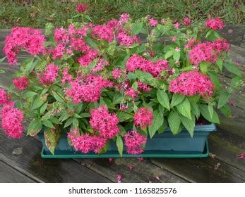 Planter Full Penta Flowers Bloom On Stock Photo 1165825576 | Shutterstock