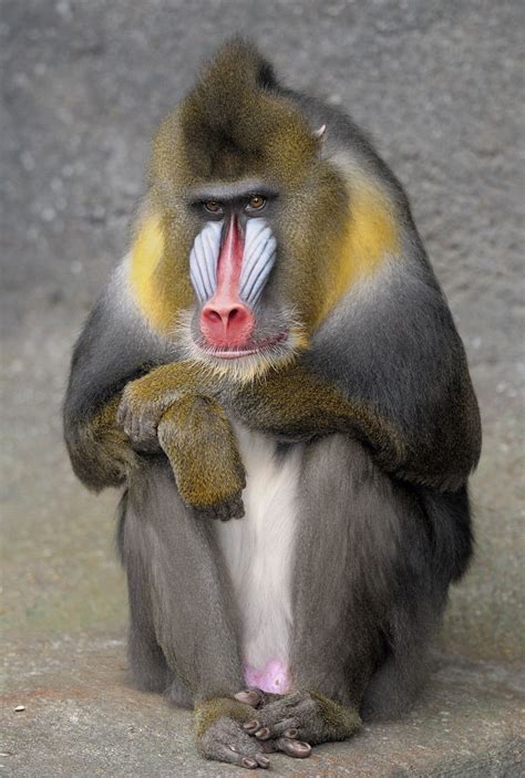 Mandrill | Mandrill, Monkey species, Primates