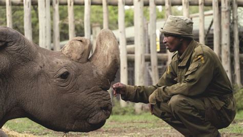 Sudan, World's Last Male Northern White Rhino Dead: 7 Animals That Went Extinct in Last Two ...