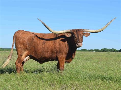 Rocking O Longhorns - texas longhorn cattle for sale Austin, Texas Longhorn cattle, bulls ...