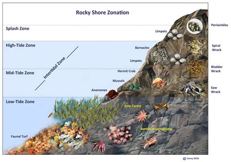 Riverview Science / Week 15- Kaitlyn Thao in 2021 | Rocky shore, Kelp ...