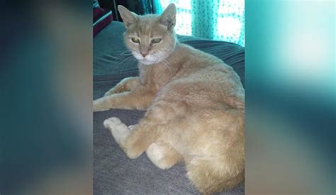 Stubbs, small Alaska town's honorary cat mayor, dead at 20: family statement - CBS News