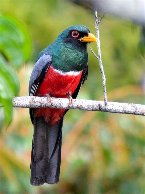 Surucuá-de-Cauda-Preta (Trogon melanurus) Male © Ingrid Macedo # Black ...