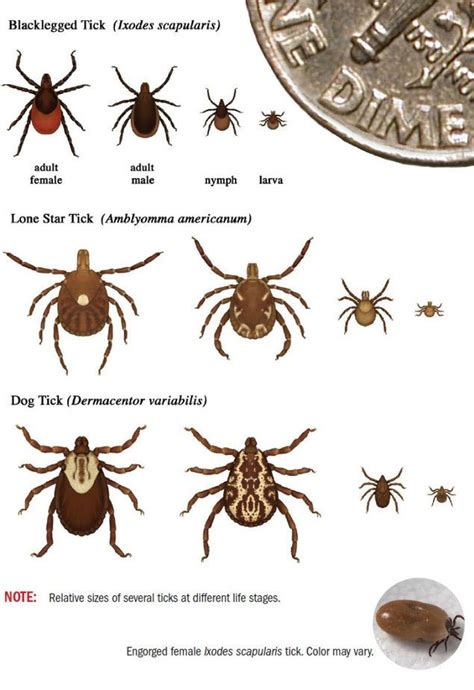 Ticks In Ohio 2025 - Jane Glover