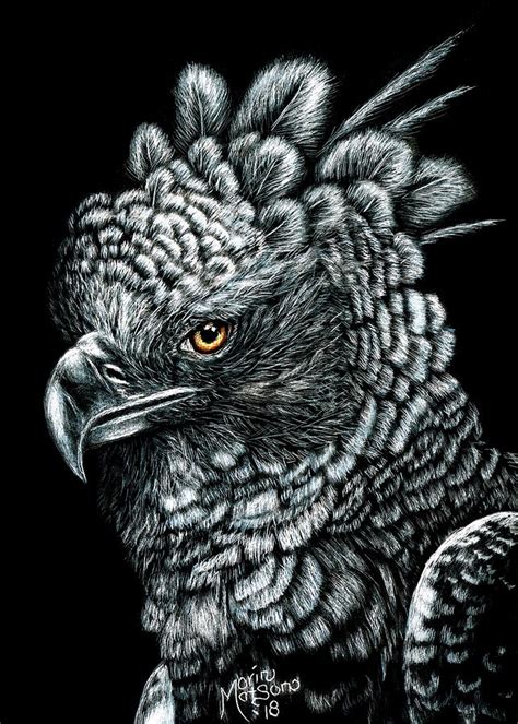 Harpy Eagle Drawing by Monique Morin Matson | Fine Art America