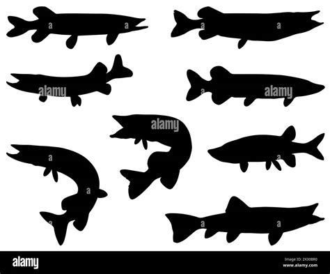 Northern pike fish silhouette vector art Stock Vector Image & Art - Alamy