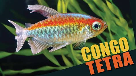 Congo Tetra Care & Species Guide | Fishkeeping World