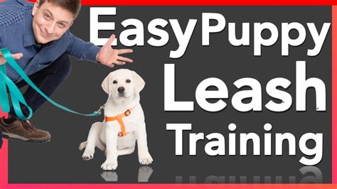 How to Leash Train your Puppy! - YouTube