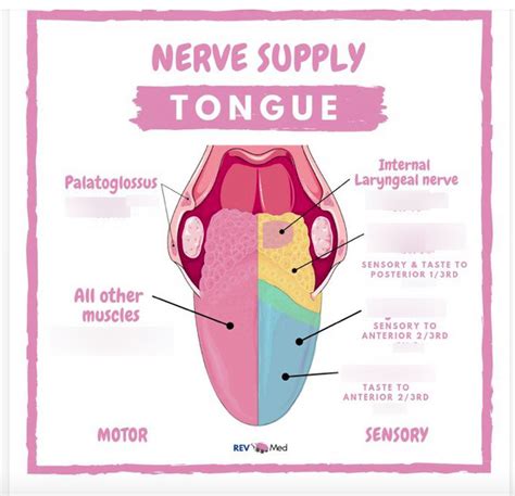 Tongue Muscle Innervation