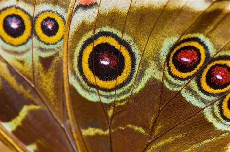 Macro of blue morpho butterfly wing. Macro detail of blue morpho ( morpho peleid , #sponsored, # ...