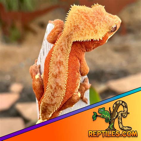 bi color crested gecko for sale Archives | Leopard Geckos for sale ...