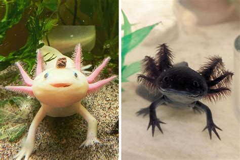 84 Cute Axolotl Pictures Because Life’s Too Short For Just Cats And ...