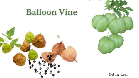 Balloon Vine Benefits: How to Use as Medicine - Helthy Leaf
