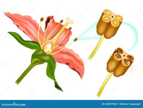 Stem Flower Cross Section Anatomy Of Plant. Sexual Reproduction In ...