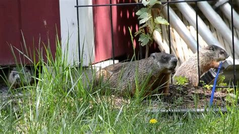 Beginner’s Guide To Groundhogs: Habitat, Diet, Behavior & More