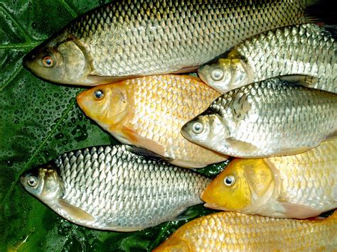 Freshwater Fish Food Free Stock Photo - Public Domain Pictures