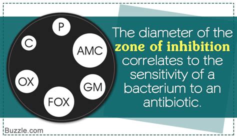 What Does Zone of Inhibition Mean and How to Measure It | Science notes ...