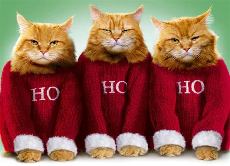 Gift Search | 10 Grumpy Cats Christmas Cards