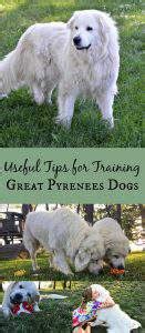 How to Train Great Pyrenees - 5 Useful Tips - Simplify, Live, Love