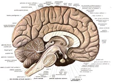 Human brain - Wikipedia