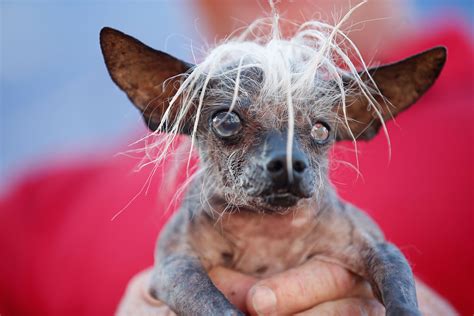 World's Ugliest Dog: A 2-Year-old Burn Victim Named Peanut | Time