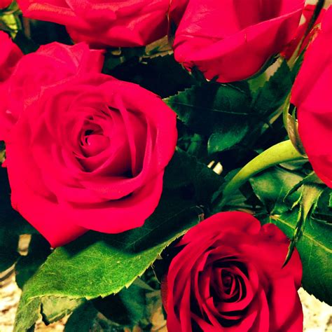 8th year anniversary roses. 8 Year Anniversary, Breathtaking, Plants, Flowers, Favorite Things ...