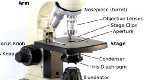 [DIAGRAM] Epifluorescence Microscope Diagram - MYDIAGRAM.ONLINE