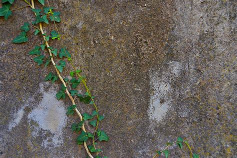 Ivy,wall,texture wall,green leaves,background - free image from needpix.com