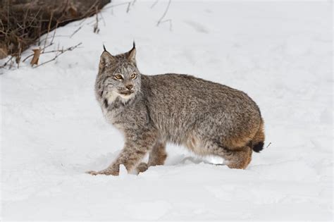 Canadian Lynx Lynx Canadensis Turns in Snow To Look Back Winter Stock Photo - Image of nature ...