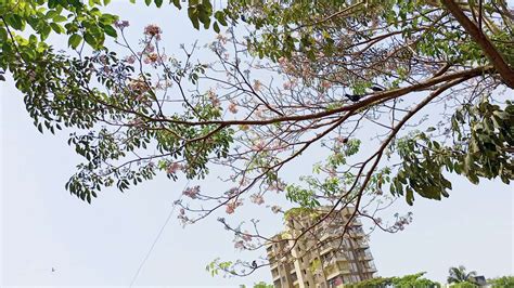 Bombay Blossoms