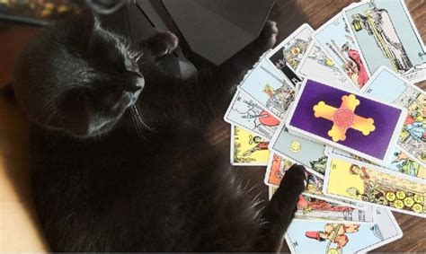 Create meme "the cat is reading the tarot, fortune teller cat, card divination" - Pictures ...