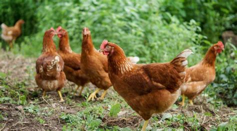 What Are the Best Egg-Laying Chickens? - Dine-A-Chook