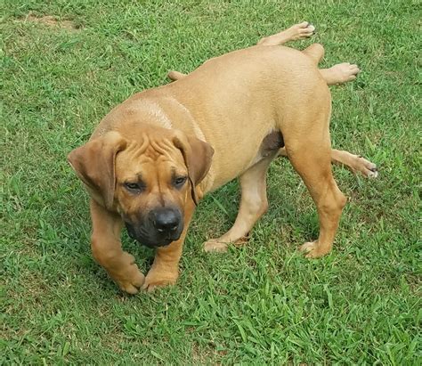 Boerboel Puppies For Sale | Greenwood, AR #282775