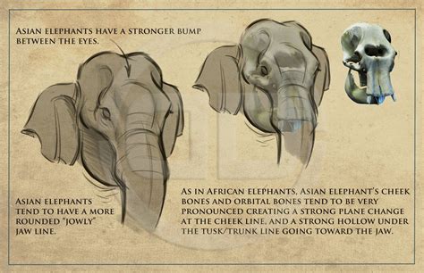 Tembo - How to draw elephants packet I created for the crew. | Elephant, Elephant anatomy ...