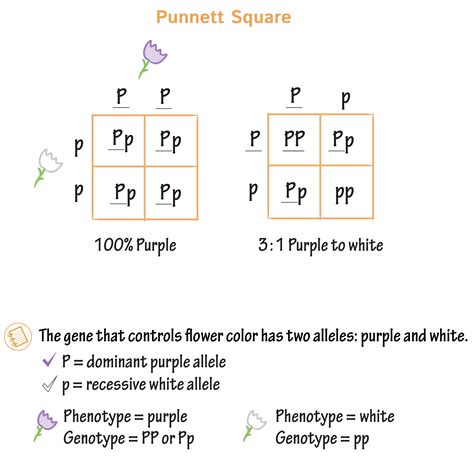 Cell Biology Glossary: Punnett Squares | Draw It to Know It