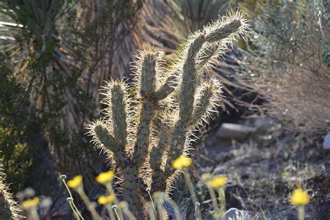 Sunlight highlighting cactus needles Photograph by Brigitta Diaz - Fine Art America