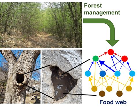 Disentangling the land-use effects on different dimensions of multitrophic ecosystem structure ...