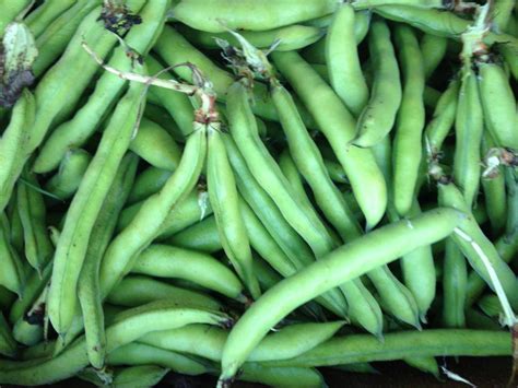 Fava Beans | Recipes from Nash's Organic Produce