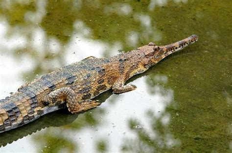 Gharial also called Gavial - Crocodile Facts and Information