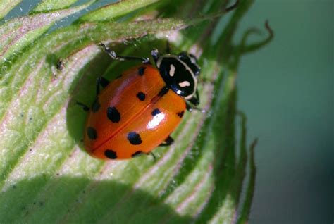 convergent lady beetle - Hippodamia convergens - Entomology Today