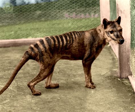 Tasmanian Tiger – Tinting History