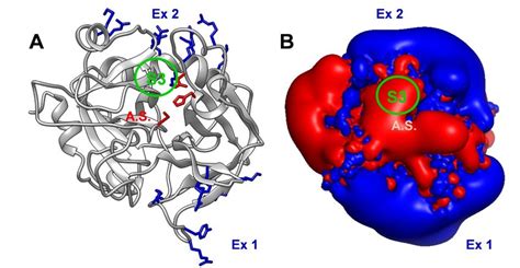 Thrombin structure and electrostatics. (A) Ribbon drawing (grey) of... | Download Scientific Diagram