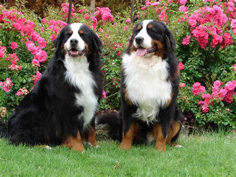 Bernese Mountain Dog - SpockTheDog.com