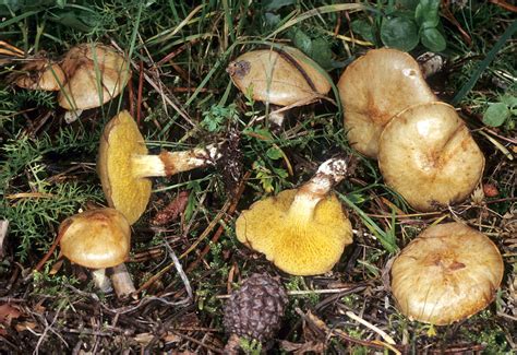 California Fungi: Suillus umbonatus